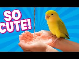 My Palm Becomes a Bird Bath for This Cute Lovebird