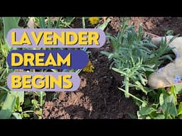 How to Plant LAVENDER in My Garden