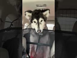 Our rescue malamute loves his pup-cup car rides. 😆💙 #alaskanmalamute #malamute #rescuedog