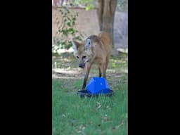 Maned Wolf