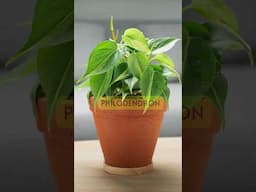 10 BEST houseplants - Beginner houseplants #shorts | MOODY BLOOMS