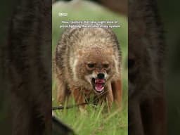 That late-night slice of pizza fighting the alcohol in my system... #funny #funnymemes #wildlife