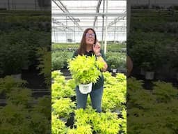 Plant Of The Day: Lemony Lace® Elderberry 30% Off (June 13, 2025)