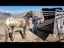 Trailer Loading with the Montana Cowgirls