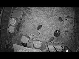 Narroway Homestead Live Stream