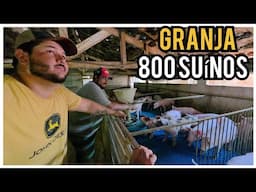 CONHECENDO UMA CRIAÇÃO DE PORCOS || GRANJA DE SUINOS