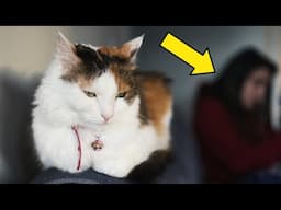 If Your Cat Sits Close but Won’t Let You Touch Them, This Is Why