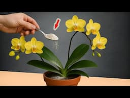 Just Sprinkle 1 Spoon! Flowerless Orchid Suddenly Explodes With Thousands Of Flowers!