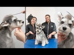 Not Your Average Schnauzer Groom | A Fresh Take on a Classic Cut