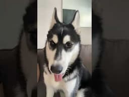 teaching a husky puppy to use his voice!