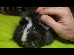 Molly' Petting Rules