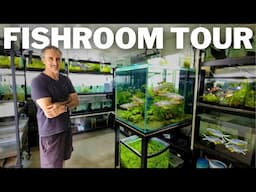 Breeding 1,000's of BLUE EYES in this STUNNING Fishroom
