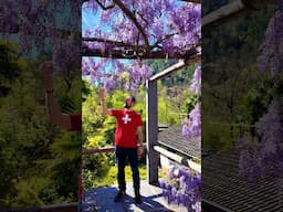 🪻Wisteria Fever🪻 in Switzerland 🇨🇭 #wisteria #springdestinations