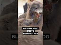 Blue Wolfdog meets her new Blue Wolfdog Brother  #bluewolfdog #bluewolf