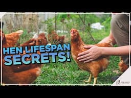 How Long Will My Hens Live???