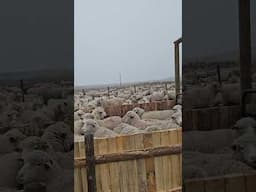 wet sheep #shear #wool #farmlife #farming #ranch #ranching #wool #sheepfarming #sheep #