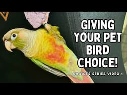 Giving Your Pet Bird Choice & Why It's So Important : Choices Series Part 1 | TheParrotTeacher