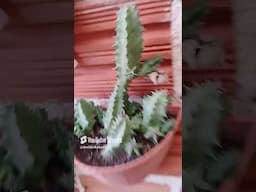 lindas florações