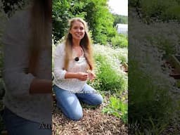 🌼 How to get Big, EARLY Harvests of Chamomile Flowers #garden