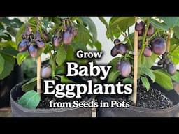 🍆 How to Grow Patio Baby Eggplants in Pots! A Simple Growing Guide from Seed to Harvest!🍆