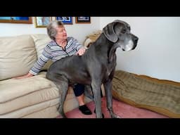 Watch these GREAT DANES and LAUGH like you’ve never laughed before!