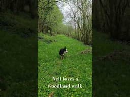 Beautiful Irish Woodland. #bordercollie #ireland #woodlandwalk