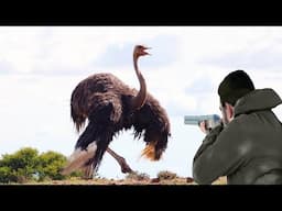 Ostriches confront hunters and predators, a different perspective than usual