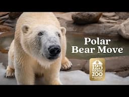 Behind the Scenes: Toledo Zoo Polar Bear Transport!