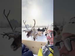 Sami Reindeer Sleigh Ride in Arctic Norway - Cruise Excursion from Alta