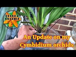 A Full Update on My Cymbidiums (Pt 1)