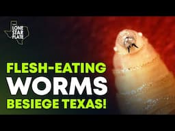Invasion Alert! Deadly New World Screw Worms Threaten Texas Livestock!