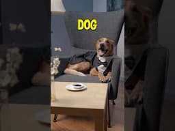 Fanciest Dog In The World!