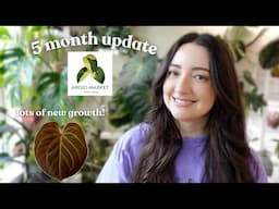 Aroid Market Import 5 month Plant Update 🌿