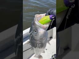 Jigging 6” Swimbaits For Striped Bass!