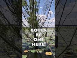 If there ain't I'm selling all my gear.. #bassfishing #fishing #fishingvideo