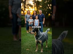 3 Reasons Blue Heelers Are Underrated Guard Dogs...