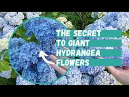 How to Get Giant Hydrangea Flowers | Hydrangea | Hydrangea Care