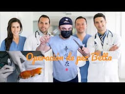 Operación de pez Betta con exceso de escama - Gente Betta Venezuela Dorman