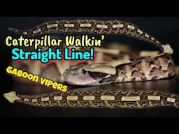 GABOON VIPERS Caterpillar Walking! (Rectilinear Locomotion)