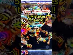 Guppy Buyer Beware: 5 Mistakes to Avoid (And Save Money!) #fishtank #fishkeepinghobby #aquarium