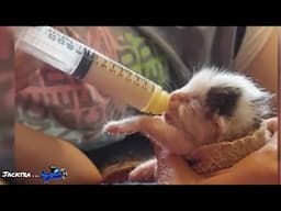 Abandoned In A Storm, A Stray Kitten’s Miracle Survival  | Jacktra
