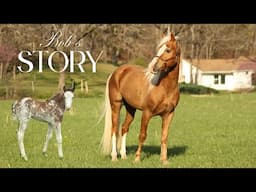 Our Stallion Is Home!!! BOB’S STORY!