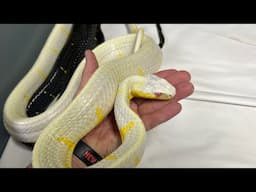 Mangrove Snakes and Emerald Tree Boas - Kev’s BGum Craziness!