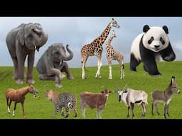 Cute Farm Animals: Elephant, Giraffe, Panda, Horse, Cow, Goat – Animal Sounds