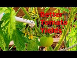 My Secret to Increase Tomato Yields