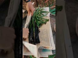 Have You Ever BURNT THEN Cooked Your Food In Newspaper 🗞️ This is Calçots from Catalan! #Shorts