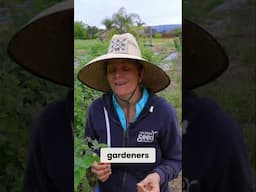 Grow Peruvian Ground Cherries: Easy Garden Tips & Tricks