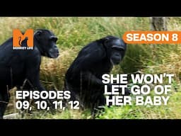 Cherri Loses One Of Her Twins in Monkey Life | S08 E09, 10, 11 & 12 | Full Episodes