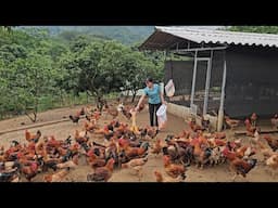 See how to raise free range chickens, simple but brings in big income. ( Ep 350 )