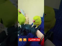 Funny parrot talking. Chandd khani aa😂😂